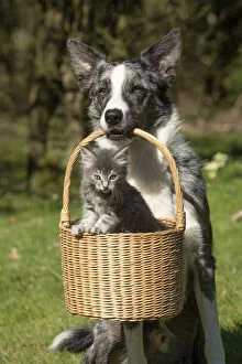 DOG. Border Collie cross dog holding a basket