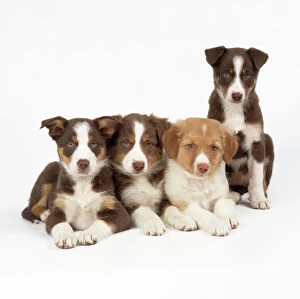 DOG - Border Collie cross puppies