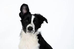 DOG. Border Collie dog, head and shoulders, ear up, studio