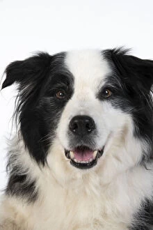 Images Dated 10th March 2020: DOG. Border Collie dog, head and shoulders, studio