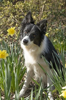 DOG. Border Collie dog sitting with daffodils