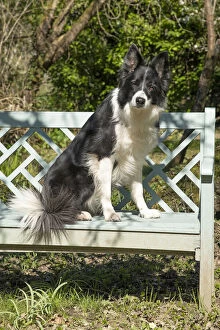 DOG. Border Collie dog sitting on a garden bench