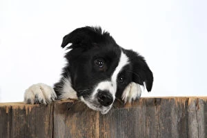 Images Dated 10th March 2020: DOG. Border Collie dog , over wooden fence, studio