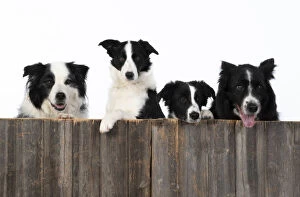 Images Dated 10th March 2020: DOG. Border Collie dogs , x4 over wooden fence, studio