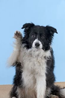 Images Dated 14th December 2012: DOG - Border collie doing high five