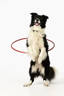 Images Dated 7th October 2009: DOG. Border collie doing hoola hoop