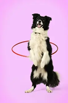 DOG. Border collie doing hoola hoop Digital Manipulation: background colour white to pink