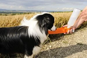 Dog. Border Collie drinking in field