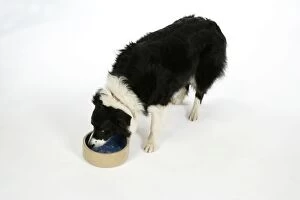 Images Dated 7th June 2007: DOG - Border Collie drinking water from a bowl