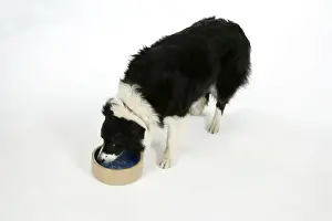 DOG - Border Collie drinking water from a bowl