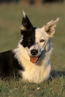 Bitches Gallery: Dog - Border Collie, female
