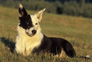 Bitches Gallery: Dog - Border Collie, female sitting in field, evening