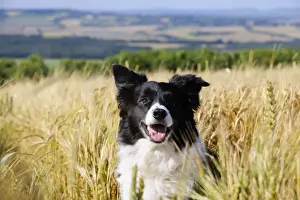 Dog. Border Collie in field
