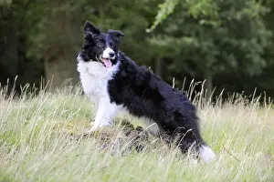 Dog. Border Collie in field