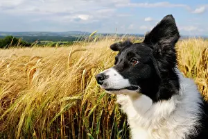 Collie Prints: Dog. Border Collie in field