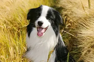 Dog. Border Collie in field
