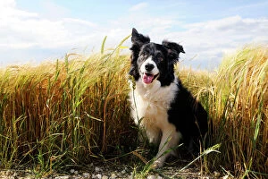 Herd Breeds Collection: Dog. Border Collie in field