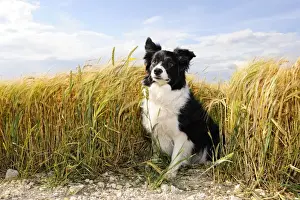 Dog. Border Collie in field