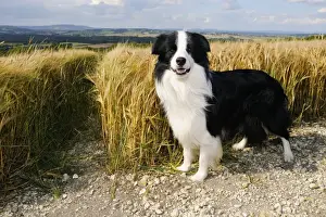 Dog. Border Collie in field