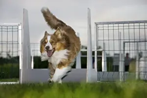 Dog - Border Collie flyball