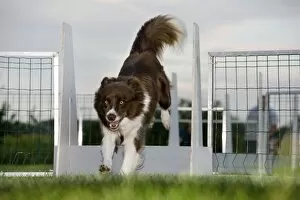Images Dated 13th August 2010: Dog - Border Collie flyball