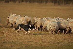 Dog - Border Collie herding sheep - Herefordshire - England