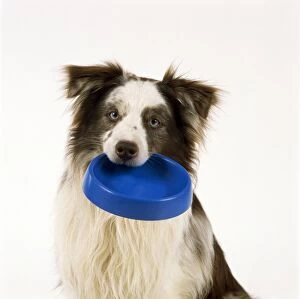 DOG - Border Collie holding bowl in its mouth