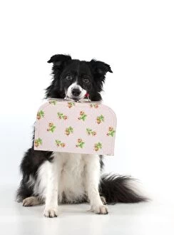 Images Dated 14th December 2012: DOG - Border collie holiding small suitcase