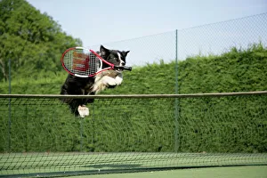 Dog - Border collie jumping over tennis net with racquet in mouth