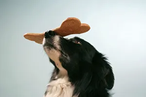 Dog - Border collie with large biscuit on his nose