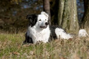 Images Dated 9th December 2011: DOG - Border collie laying down