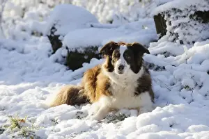 DOG. Border collie laying in the snow