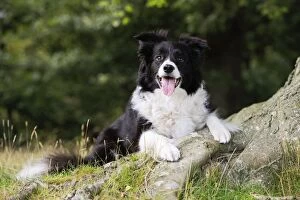Images Dated 25th July 2009: Dog. Border Collie laying by tree