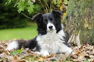 DOG. Border collie in leaves