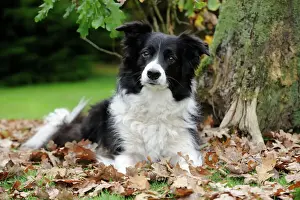 Collie Prints: DOG. Border collie in leaves