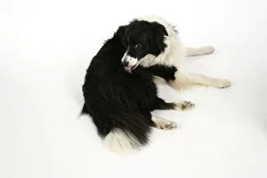 DOG - Border Collie licking itself, grooming