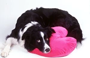 Resting Gallery: DOG - Border Collie looking sad with head on heart cushion