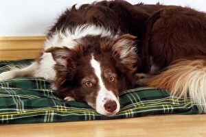 DOG - Border Collie lying on its bed