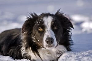 Images Dated 17th December 2007: Dog - Border Collie - lying down in snow