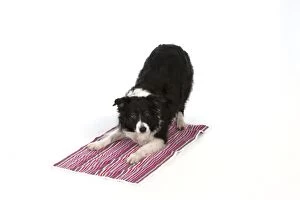 Images Dated 12th November 2013: DOG -Border Collie - play bow on towel - Yoga