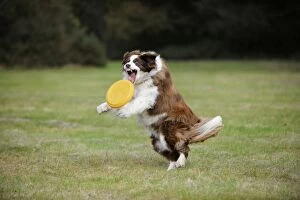 Exercising Gallery: DOG. Border collie playing with frisbee
