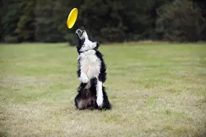 DOG. Border collie playing with frisbee
