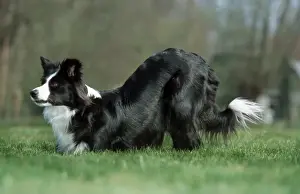 Dog - Border Collie playing in garden