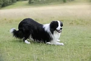 Dog. Border Collie playing on grass