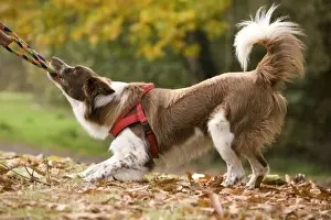 Pulling Prints: Dog - Border Collie playing tug of war with plaited dog rope