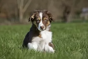 Images Dated 6th March 2011: Dog Border Collie pup