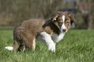 Images Dated 6th March 2011: Dog Border Collie pup
