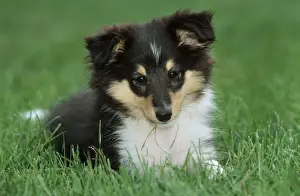 Scruffy Prints: Dog - Border Collie pup in garden