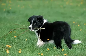 Dog - Border Collie pup playing with branch