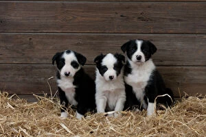 DOG - Border collie puppies sitting in a row on